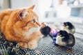 Easter chicken playing with kind cat. Little brave chicks walking by ginger cat among flowers and Easter eggs Royalty Free Stock Photo