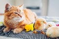 Easter chicken sleeping with kind cat. Little brave chicks walking by ginger cat among flowers and Easter eggs