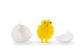 Easter chicken with white egg shells Royalty Free Stock Photo