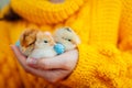 Easter chicken. Woman holding three orange chicks in hand surrounded with Easter eggs. Royalty Free Stock Photo