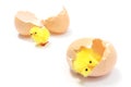 Easter chickens with broken eggshell, chicken or the egg Royalty Free Stock Photo