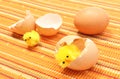 Easter chickens with broken eggshell and fresh egg Royalty Free Stock Photo