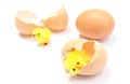 Easter chickens with broken eggshell and fresh egg Royalty Free Stock Photo