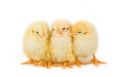 Easter chicks Royalty Free Stock Photo