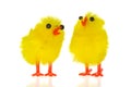 Easter chicks Royalty Free Stock Photo