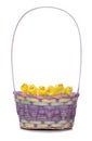 Easter chicks in a basket cut out Royalty Free Stock Photo