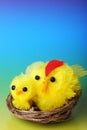 Easter chicks on blue background Royalty Free Stock Photo