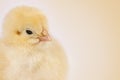 Easter chicks on clear beige background