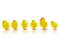 Easter chicks in a line Royalty Free Stock Photo