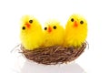 Easter chicks in a nest on white background Royalty Free Stock Photo