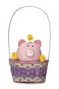 Easter chicks and piggy bank in a basket cut out Royalty Free Stock Photo