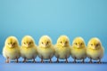 Easter chicks in a row on blue studio background with copy space Royalty Free Stock Photo