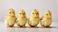 Easter Chicks In A Row Royalty Free Stock Photo