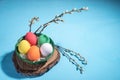 Easter colored eggs in a basket with flowering willow branches on a blue background. Selective Focus Royalty Free Stock Photo