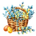 Easter colored eggs and pussy-willow twigs in a wicker basket. Hand watercolor illustration isolated on white background Royalty Free Stock Photo