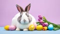 Easter colored eggs and rabbit on violet Royalty Free Stock Photo