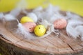 Easter, colored eggs, yellow, white, white tree, white background , feathersa , chicken eggs, quail eggs Royalty Free Stock Photo
