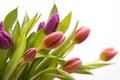Easter colored tulip, spring Royalty Free Stock Photo