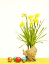 Spring yellow narcissus, colorful easter eggs isolated on white Royalty Free Stock Photo