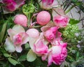 Easter compositie with pink eggs and pink roses Royalty Free Stock Photo