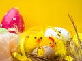 Easter composition, colorful eggs, chicken in nest, color feather Royalty Free Stock Photo