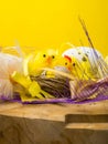 Easter composition, colorful eggs, chicken in nest, color feather on wooden board Royalty Free Stock Photo