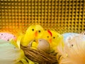 Easter composition, colorful eggs, chicken in nest, color feather Royalty Free Stock Photo