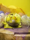 Easter composition, colorful eggs, chicken in nest, color feather Royalty Free Stock Photo