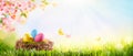 Easter composition with colorful Easter eggs in nest on green grass. Beautiful pink and white cherry flowers. Sunny spring Royalty Free Stock Photo