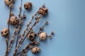 Branches of spring flowering willow and quail eggs on a blue background. Easter.