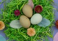 Easter composition with green nest and farm eggs on violet background. Happy Easter