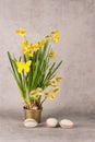 Easter composition with narcissus flowers, goat willow branches and decorative eggs Royalty Free Stock Photo