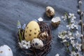 Easter composition with nest, flowers and eggs flat lay, top view. Royalty Free Stock Photo