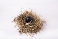 Easter composition with one chicken black egg in a nest of hay Royalty Free Stock Photo