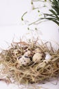 Easter composition with snowdrop flowers and a small nest with quail eggs