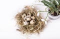 Easter composition with snowdrop flowers and a small nest with quail eggs