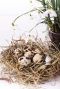 Easter composition with snowdrop flowers and a small nest with quail eggs