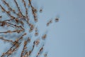 Several branches of a willow with buds lie on a blue background. Easter composition. a postcard.