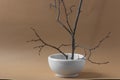 Easter composition with willow tree branches on pin frog in white vase. Spring ikebana decor on the beige background.