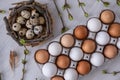 Greeting card with quail eggs in the nest, chicken eggs, twigs with green leaves