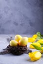 Easter concept - Decorative willow nest with decorative eggs, feather on white background. Copyspace for text. Royalty Free Stock Photo