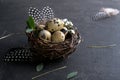 Easter concept - Decorative willow nest with quail eggs, feather on dark rusty background. Copyspace Royalty Free Stock Photo