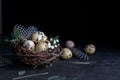 Easter concept - Decorative willow nest with quail eggs, feather on dark rusty background. Copyspace Royalty Free Stock Photo