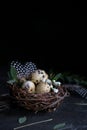 Easter concept - Decorative willow nest with quail eggs, feather on dark rusty background. Copyspace Royalty Free Stock Photo