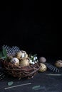 Easter concept - Decorative willow nest with quail eggs, feather on dark rusty background. Copyspace Royalty Free Stock Photo