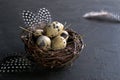 Easter concept - Decorative willow nest with quail eggs, feather on dark rusty background. Copyspace Royalty Free Stock Photo