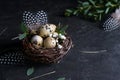 Easter concept - Decorative willow nest with quail eggs, feather on dark rusty background. Copyspace Royalty Free Stock Photo