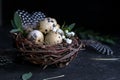 Easter concept - Decorative willow nest with quail eggs, feather on dark rusty background. Copyspace Royalty Free Stock Photo