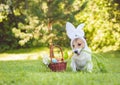 Shy cute dog with easter bunny ears holding fresh carrot in mouth Royalty Free Stock Photo