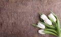 Easter concept - flowerswhite tulips Royalty Free Stock Photo